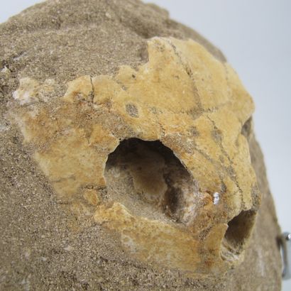 null Crâne fossile de tortue (Lytoloma elegans) 65 millions d’années

Sur gangue

Crâne...