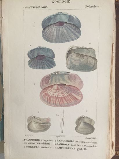 null NATURAL HISTORY - Important meeting of plates in colors drawn by TURPIN and...