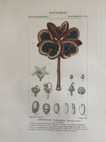 null NATURAL HISTORY - Collection of color plates drawn by TURPIN and engraved by...