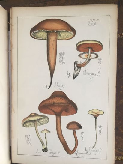 null SICARD (G.): Histoire naturelle des champignons comestibles et vénéneux. Delagrave,...