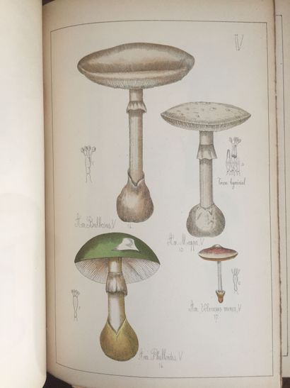 null SICARD (G.): Histoire naturelle des champignons comestibles et vénéneux. Delagrave,...