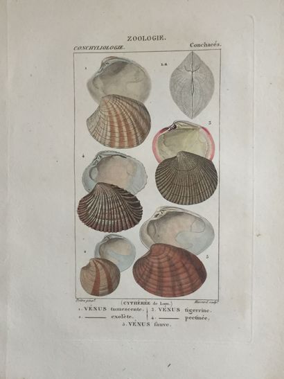 null NATURAL HISTORY - Collection of color plates drawn by TURPIN and engraved by...