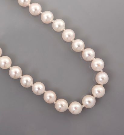 null Long necklace of Japanese cultured pearls, yellow gold ring clasp, 750 MM, diameter...