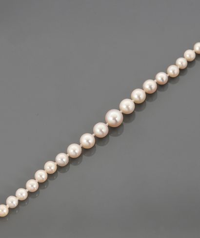 Collier de perles de culture Akoïa en légère...