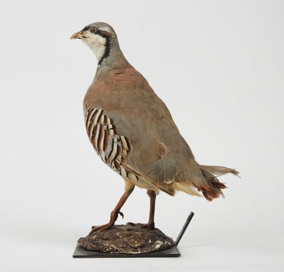 null Red partridge (Alectoris rufa) (CH): specimen presented on plaster support and...