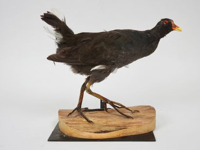 null Water Hen (Gallinula chloropus) (CH): specimen presented on wooden slab and...