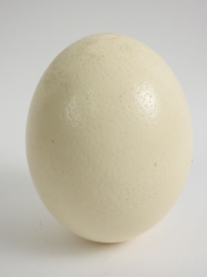 null Ostrich (Struthio camelus) (NR) : breeding egg (specimen born and raised in...