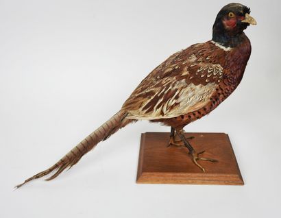 null Common Pheasant (Phasianus colchicus) (CH): specimen presented on wooden base

Expert...