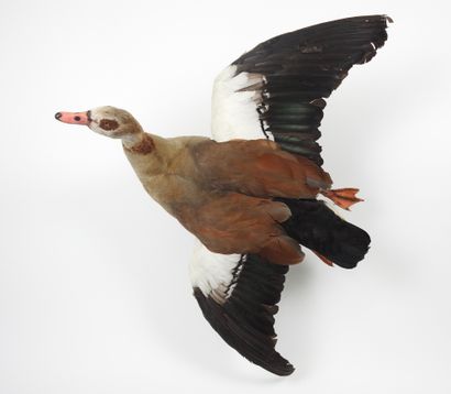 null Egyptian goose (Alopochen aegyptiacus) (NR): naturalized specimen wings spread...