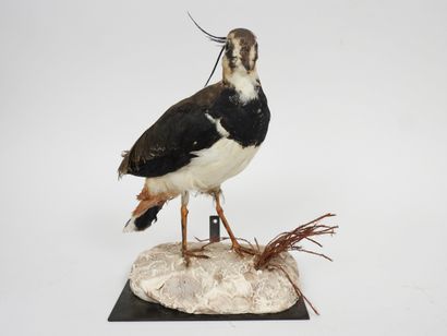 null Lapwing (Vanellus vanellus) (CH): specimen presented on plaster support and...