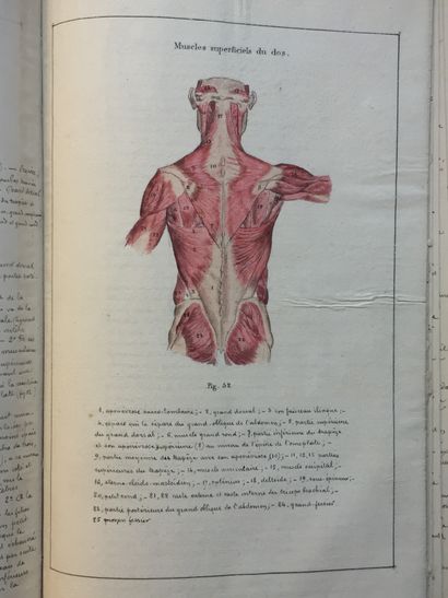 null ANATOMIE - Cours d'Anatomie plastique. Pau, 1885. In-4 toile grise d'époque....