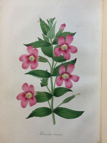 null BOTANY - Paxton's Magazine of Botany and register of flowering plants. London,...