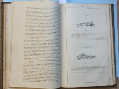 null ANATOMIE - Cours d'Anatomie plastique. Pau, 1885. In-4 toile grise d'époque....