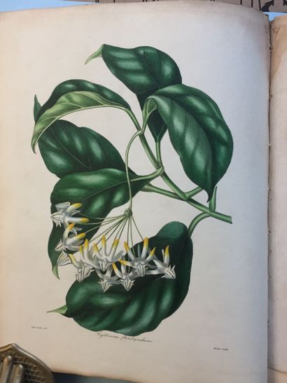 null BOTANY - Paxton's Magazine of Botany and register of flowering plants. London,...