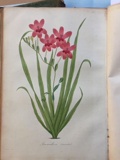 null BOTANIQUE - Paxton's Magazine of Botany and register of flowering plants. London,...