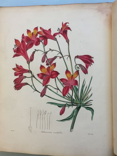 null BOTANIQUE - Paxton's Magazine of Botany and register of flowering plants. London,...