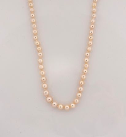 null Necklace of cultured pearls of Japan in light fall, clasp olive in yellow gold,...