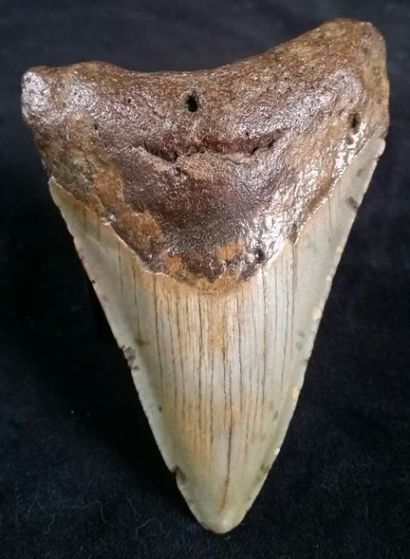 null Belle dent de requin blanc fossile Carcharodon megalodon. H: 9 cm.