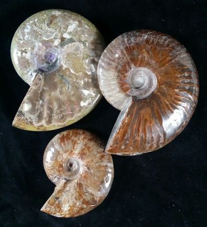 null Trois ammonites Cleoniceras Crétacé, Albien. Majunga, Madagascar L: 8, 5cm à...