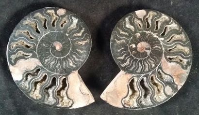 null Rare ammonite noire Cleoniceras sciée. Crétacé, Albien. Majunga, Madagascar....