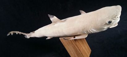null Requin de récif «Black tip» naturalisé. L: 58 cm.