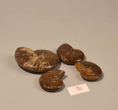 null Ammonites opalisées Crétacé. Albien. Madagascar