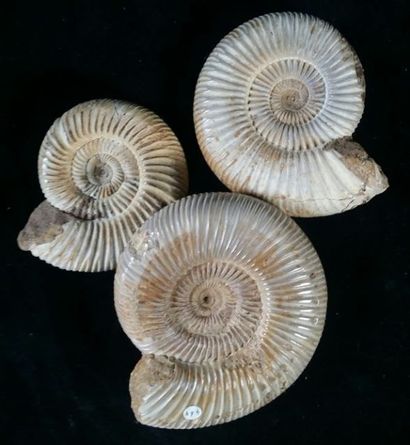 null Lot de 3 ammonites de Madagascar. Jurassique. L: 9 à 11, 5 cm.