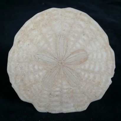 null Oursin fossile Scutella Eocène. Touraine. France. H: 8cm