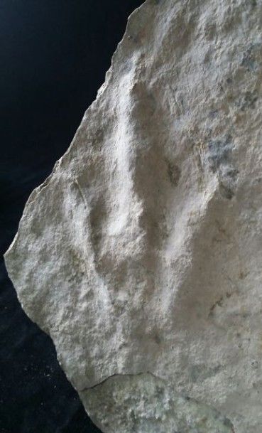 null Intéressante empreinte de pas de dinosaure Coelophysis conservée sur plaque....