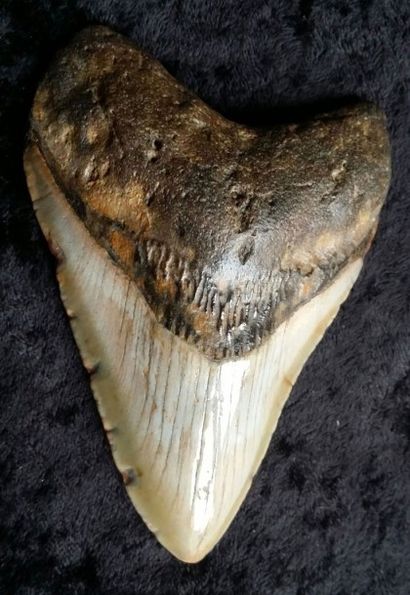 null Dent de requin blanc géant fossile,Carcharodon megalodon. Certains pouvaient...