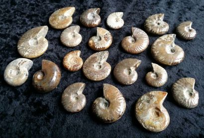 null Ammonites et nautile opalisées.
L:2,5 et 5cm