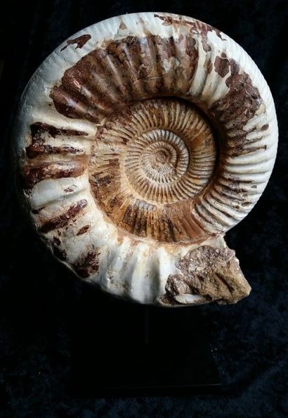 null Belle ammonite Cranosphinctes opalisé.
Oxfordien. Jurassique.
H:30cm