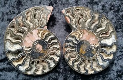 null Ammonite sciée de très belle fossilisation noire.
Cleoniceras,Crétacé,Albien,
Majunga....