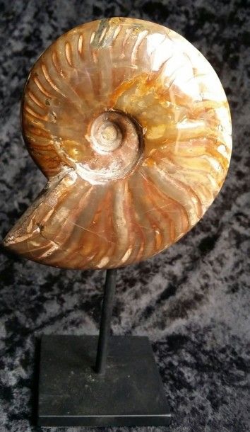 null Ammonite à belle fossilisation.
Cleoniceras,Crétacé,Albien,
Majunga. Madaga...