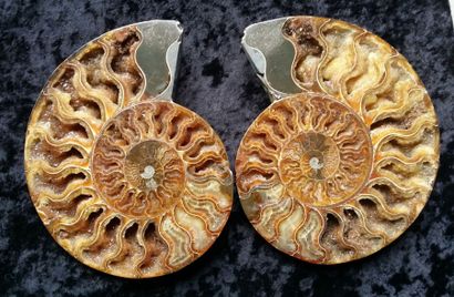 null Ammonite sciée de très belle fossilisation.
Cleoniceras,Crétacé,Albien,
Majunga....