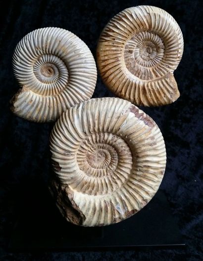 null Trois ammonites opalisées. Parkinsonia.
Madagascar. H:10 à 14cm