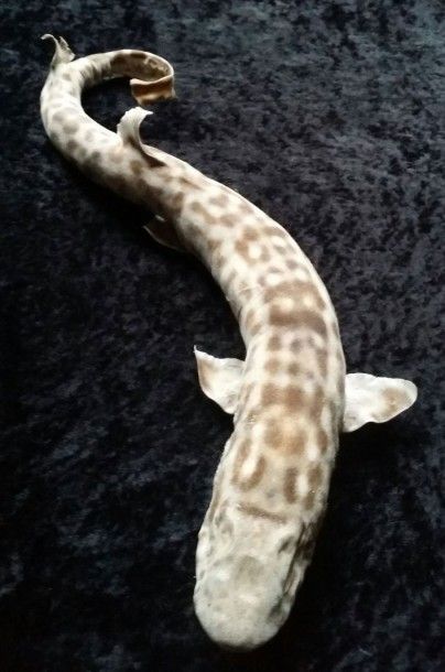 null Requin roussette Scylorhinus canicula. l:50cm