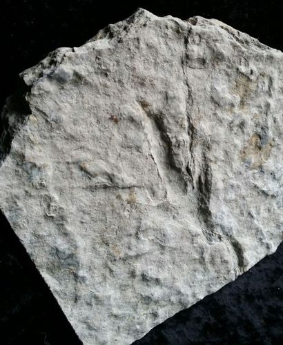 null Empreinte de pas de dinosaure. Coelophysis sp. Sur plaque de roche . Jurassique...