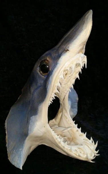 null Tête de requin Mako. L:27cm