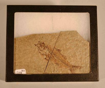 null Poisson fossile Dapalis macrurus. Eocène -Oligocène.
