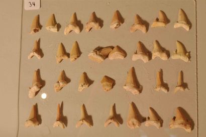 null Dents de requins fossiles