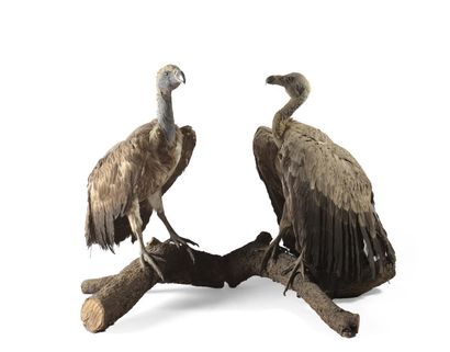 null Deux vautours naturalisés
Hauteur 68,5 et 70 cm
