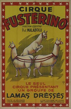 null Cirque Fusterino
Direction équestre M.Maladolli
Le seul cirque présentant un...
