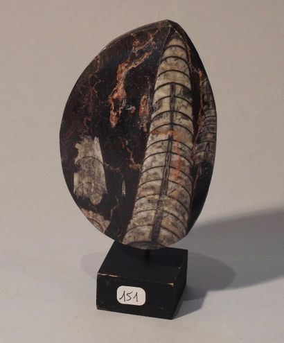 null Orthoceras sur plaque.

Calamar fossile à coquille externe parent des ammonites.Dévonien.Env...