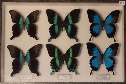 null Papilio ulysses ,blumei ,adamantus.Indonésie 