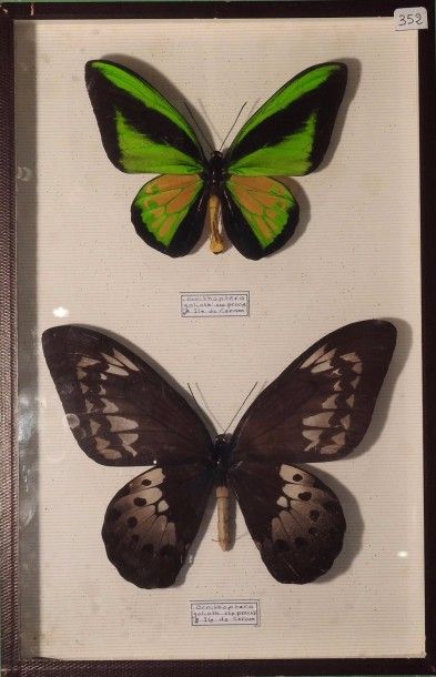 null Ornithoptera goliath procus Couple.Nle Guinée.

Cites.II-B