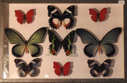 null Boîte de papillons d’Afrique dont Papillon zalmoxis sangaris,hypolimnas.