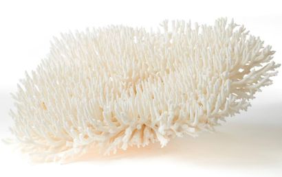 null Corail blanc des Iles Salomon 45 x 40 cm Certificat Cites