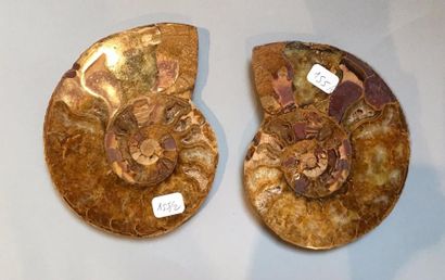 null Ammonite sciée en deux pour montrer les loges de croissance.Jurassique .

Madagascar.

H :...