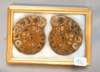 null Ammonite sciée en deux pour montrer les loges de croissance.Jurassique .

Madagascar.

H :...